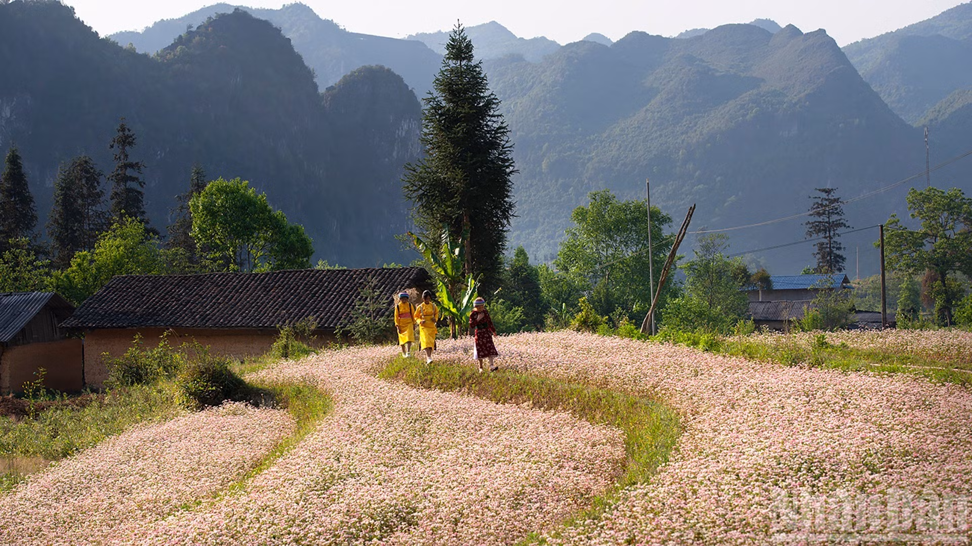 . Una alfombra de flores de alforfón en medio de los grandiosos bosques y montañas.