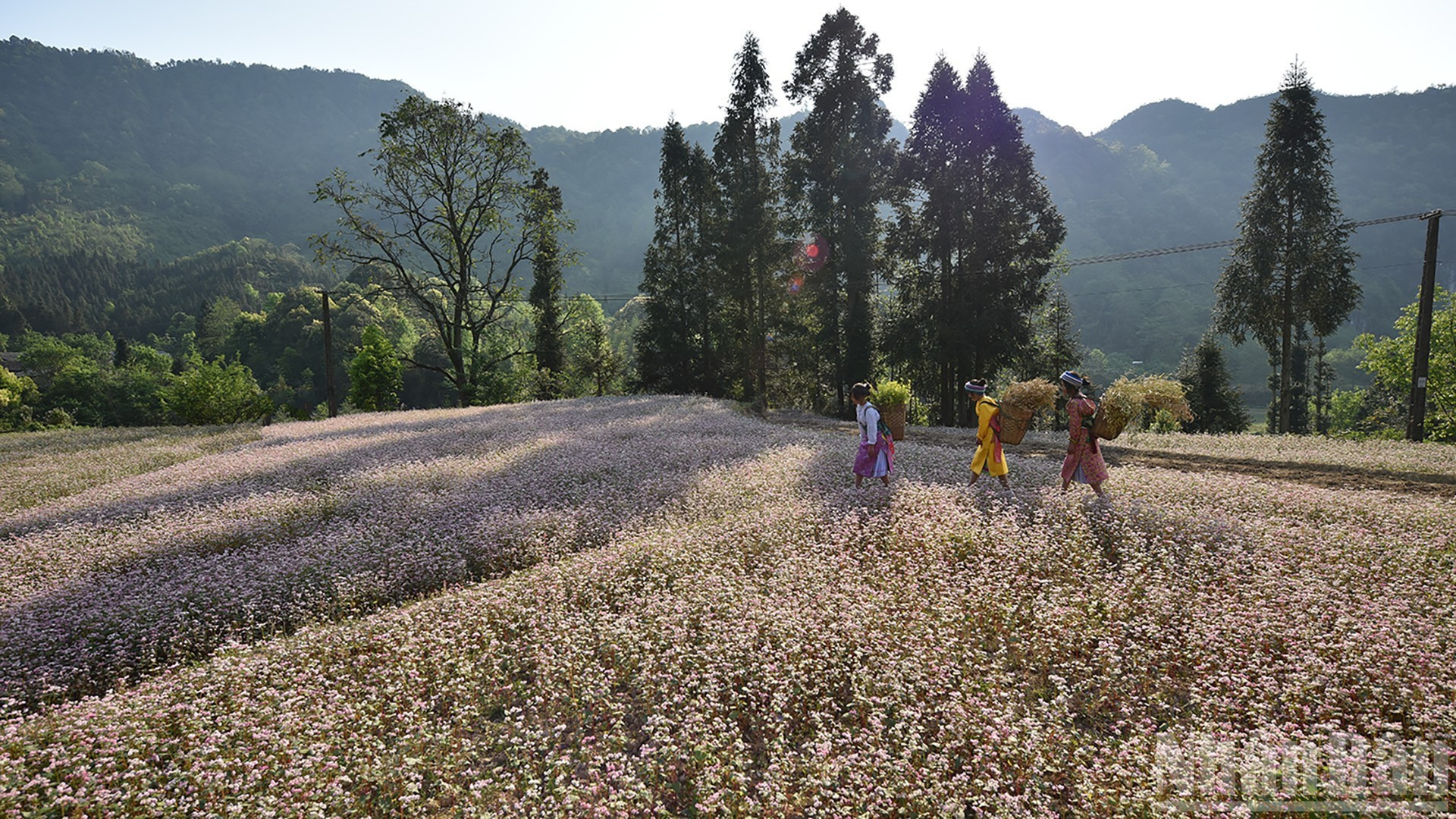 Un campo de alforfón en invierno.