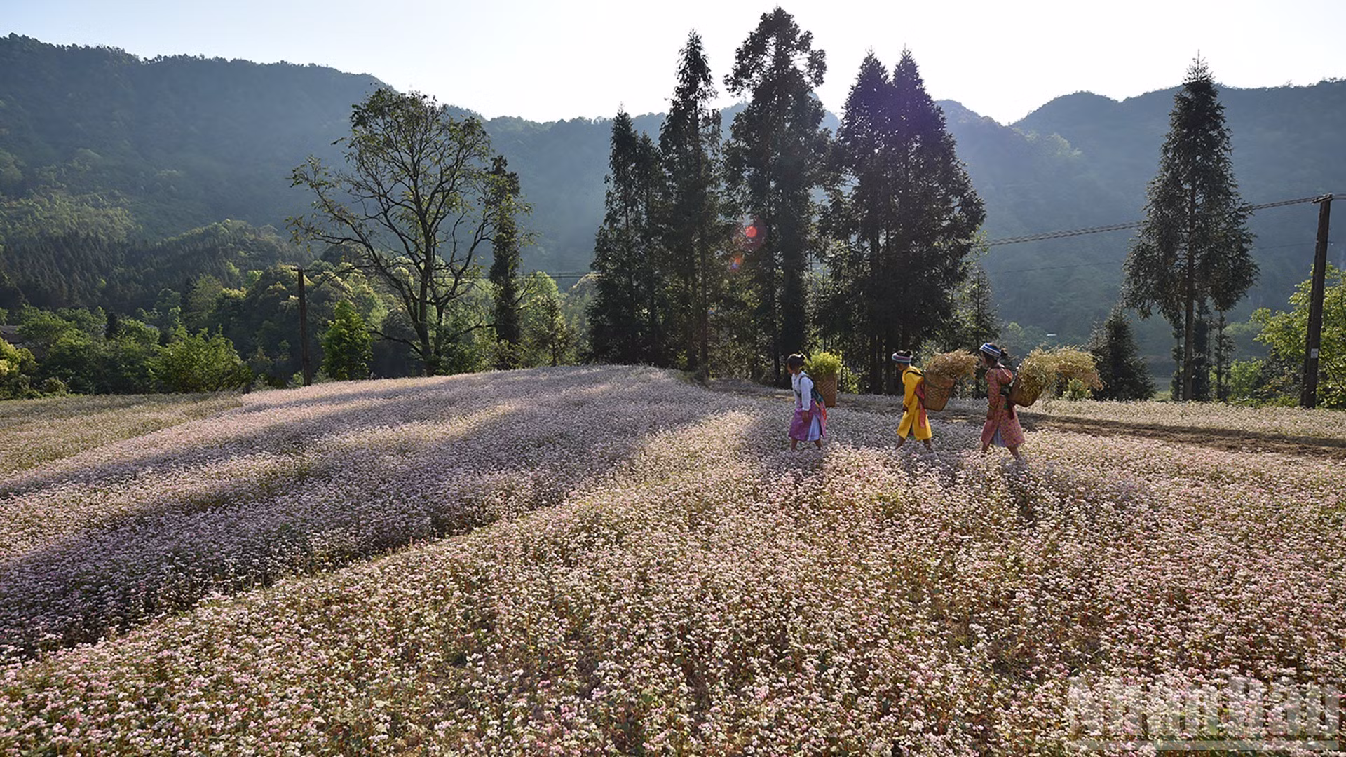 Un campo de alforfón en invierno.