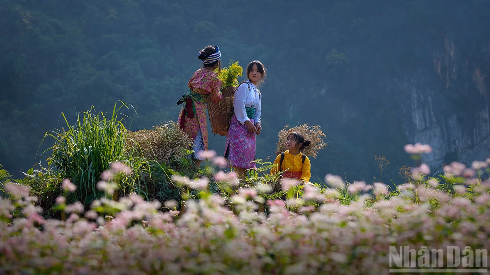 Flor de alforfón adorna el extremo norte vietnamita