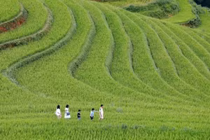 Las terrazas de arroz en Mu Cang Chai, uno de los puntos turísticos atractivos en la región del Noroeste. (Foto: VNA)