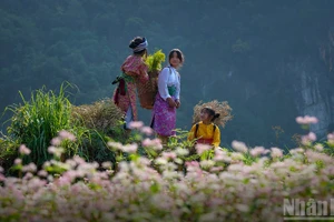 Flor de alforfón adorna el extremo norte vietnamita
