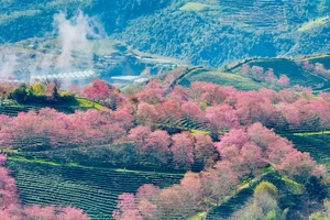 [Foto] Brillan flores de cerezo en pueblo turístico al norte de Vietnam