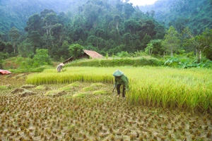Tradición única del pueblo Thai en Nghe An para conservar el arroz