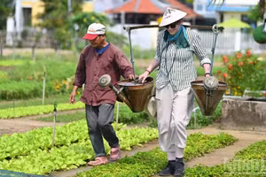 Un turista disfruta de la experiencia de plantar hortalizas, preparar la tierra y regar las plantas en una aldea en Hoi An.