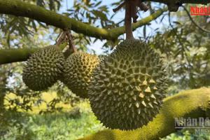 [Vídeo] India abre su mercado al durián fresco de Vietnam