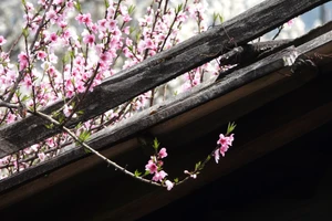 [Foto] Flores de durazno, una decoración tradicional del Año Nuevo Lunar vietnamita