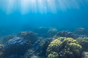 [Foto] Obra maestra de biodiversidad submarina en islas vietnamitas de Cu Lao Cham