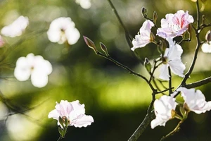 La flor Ban -de cinco pétalos, blanca inmaculada y delicada- es símbolo de las montañas y bosques de Dien Bien y del noroeste…