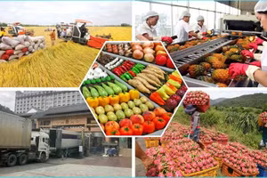 [Vídeo] Exportaciones agrícolas mantienen dinamismo 
