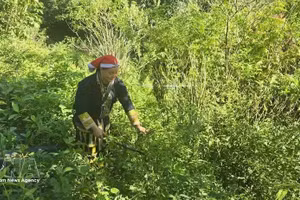 Tan May Liu, miembro de la Cooperativa Comunitaria Dao Rojo, se adentró en el bosque para recolectar hojas medicinales. (Foto: VNA)