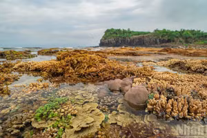 [Foto] La belleza del arrecife Yen durante marea baja en Quang Ngai