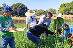 Expertos filipinos investigan soluciones para mejorar la eficiencia de la producción arrocera. (Foto: PIA.GOV.PH)