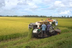 [Vídeo] Exportaciones agroforestales y acuícolas de Vietnam llegan a 16 mil 690 millones de dólares en primer trimestre 