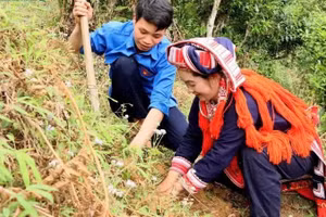 Los habitantes de la aldea de Chien Thang, en la comuna de Ho Thau, participan en la ceremonia de lanzamiento de la plantación de árboles de té Shan Tuyet. (Foto: Huy Hanh)