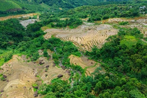 Impresionante belleza de terrazas de arroz inundadas en Pu Luong