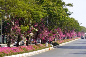 Las buganvillas brillan bajo el follaje verde en un tramo de la calle 3/2, en el barrio de Tam Thang, en Ciudad Ho Chi Minh.