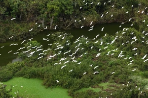 [Foto] Thung Nham, paraíso de aves dentro del Patrimonio Mundial de Trang An