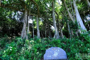 Árbol baniano patrimonial en la península de Son Tra.