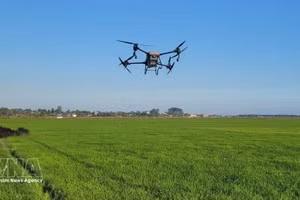 Utilización de drones para fumigar con pesticidas en los arrozales de An Nhut, comuna de Long Dien, Ciudad Ho Chi Minh. (Foto: VNA)