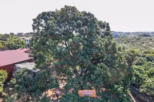El árbol de lichi tiene más de 100 años y pertenece a la variedad original de lichi de maduración temprana de Phuc Hoa. Es un símbolo cultural, un recuerdo y un orgullo para muchas generaciones de la población local. (Foto: VNA)