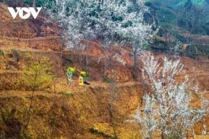 Ha Giang: una balada entre rocas y primavera eterna