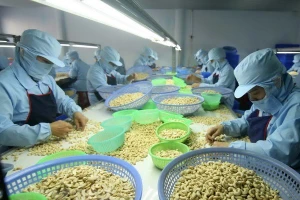 Vietnam aspira a ingresar 4,5 mil millones de dólares por exportación de anacardos