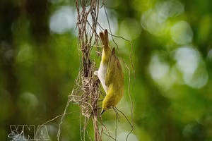 Un entorno propicio para las aves. (Foto: VNA)