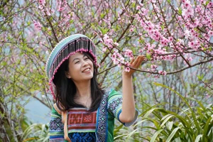 Turistas capturan momentos memorables con flores de durazno en la aldea turística Sin Suoi Ho. (Foto: VNA)