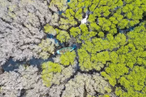 Las hojas del mangle negro de flores blancas (Lumnitzera racemosa) cambian progresivamente de verde a amarillo hasta adquirir un tono blanquecino, creando un paisaje singular de gran valor escénico. (Foto: VNA)