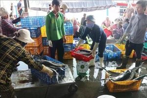 Comerciantes compran peces en el puerto de Hon Ro. (Foto: VNA)