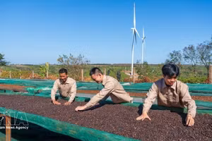 Proceso de producción de café en la empresa Café Ngon Avatar Gia Lai, que cumple los requisitos para la exportación oficial al mercado de Nueva Zelanda y a varios países europeos. (Foto: VNA)