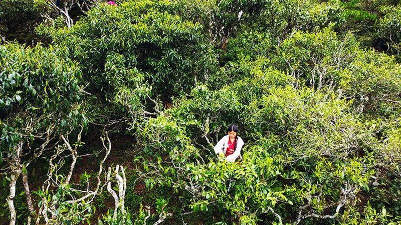 Cosechan té de Shan Tuyet en Ta Xua. Cosechan té de Shan Tuyet en Ta Xua.