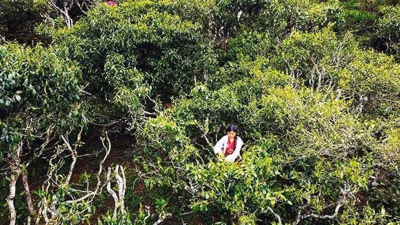 Cosechan té de Shan Tuyet en Ta Xua. Cosechan té de Shan Tuyet en Ta Xua.