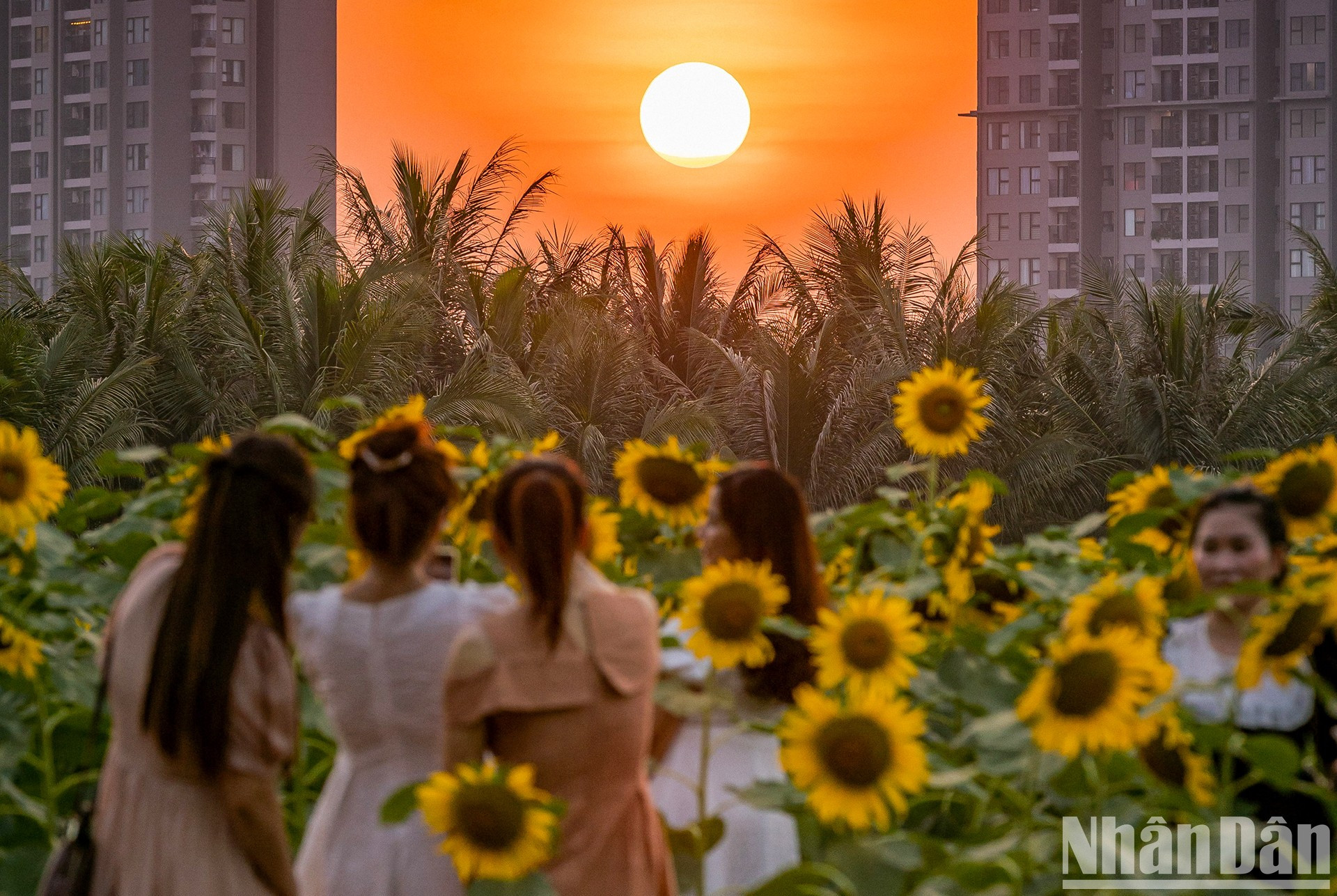 Campo de girasoles en Ecopark fascina a fotógrafos aficionados ảnh 8 Campo de girasoles en Ecopark fascina a fotógrafos aficionados ảnh 8