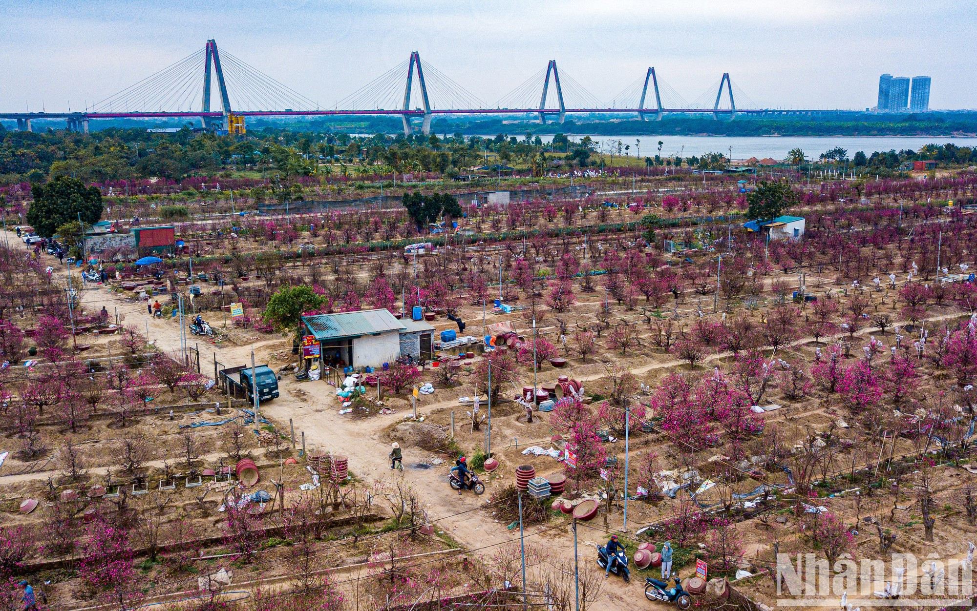 Vista de la aldea melocotonera de Nhat Tan durante estos días cercanos al Tet. Vista de la aldea melocotonera de Nhat Tan durante estos días cercanos al Tet.