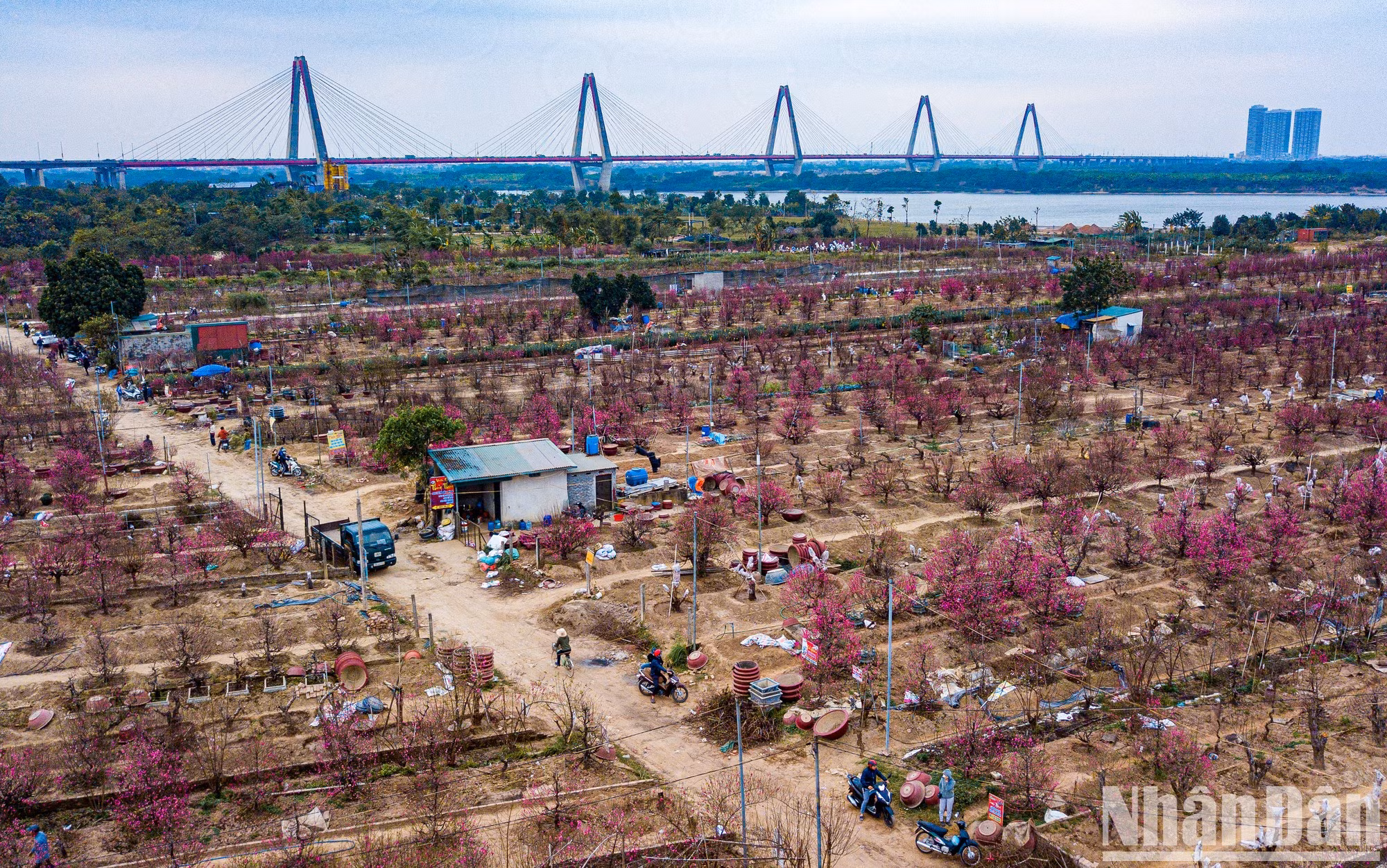 Vista de la aldea melocotonera de Nhat Tan durante estos días cercanos al Tet.