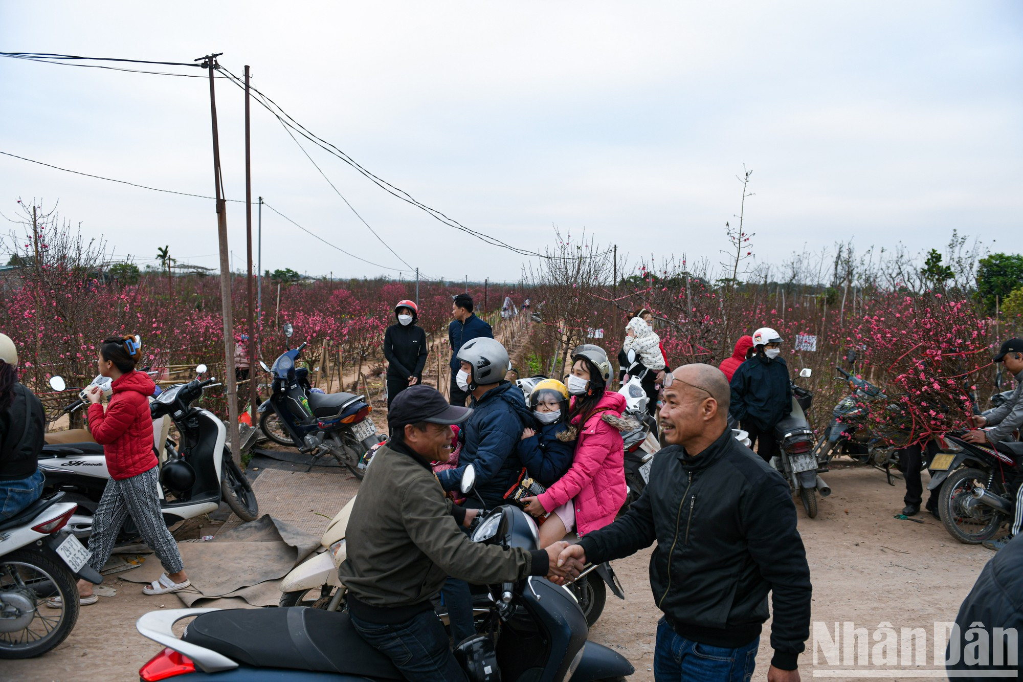 La aldea de Nhat Tan, uno de los mayores proveedores de flores de la capital. La aldea de Nhat Tan, uno de los mayores proveedores de flores de la capital.