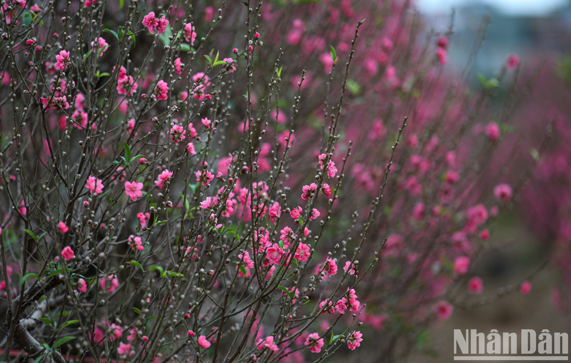 La aldea de Nhat Tan ha ganado fama por sus melocotoneros de flores grandes, gruesas y de colores vibrantes. La aldea de Nhat Tan ha ganado fama por sus melocotoneros de flores grandes, gruesas y de colores vibrantes.