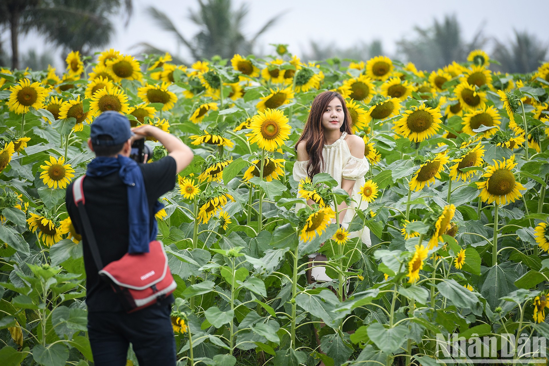 Campo de girasoles en Ecopark fascina a fotógrafos aficionados ảnh 3 Campo de girasoles en Ecopark fascina a fotógrafos aficionados ảnh 3