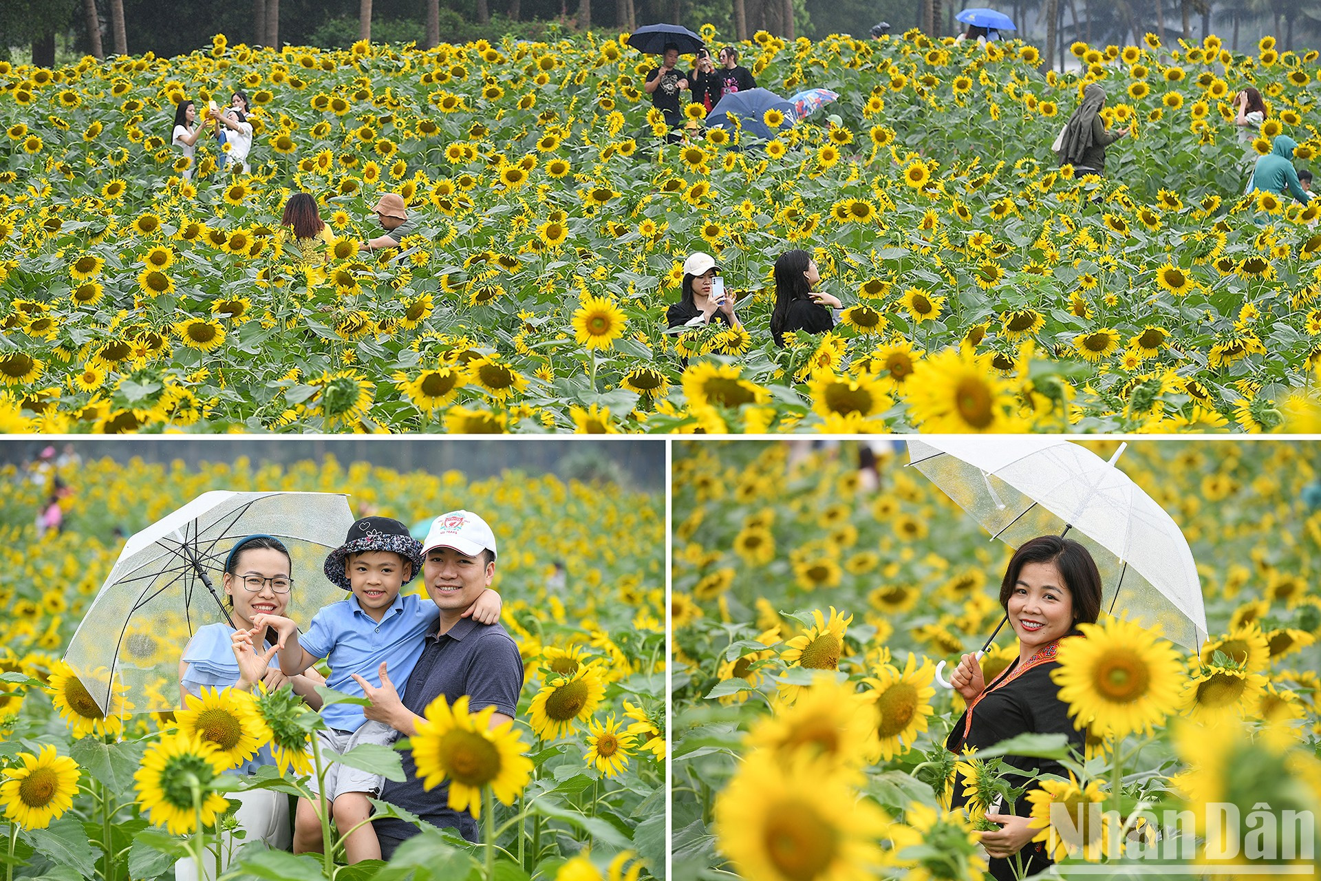 Campo de girasoles en Ecopark fascina a fotógrafos aficionados ảnh 2 Campo de girasoles en Ecopark fascina a fotógrafos aficionados ảnh 2