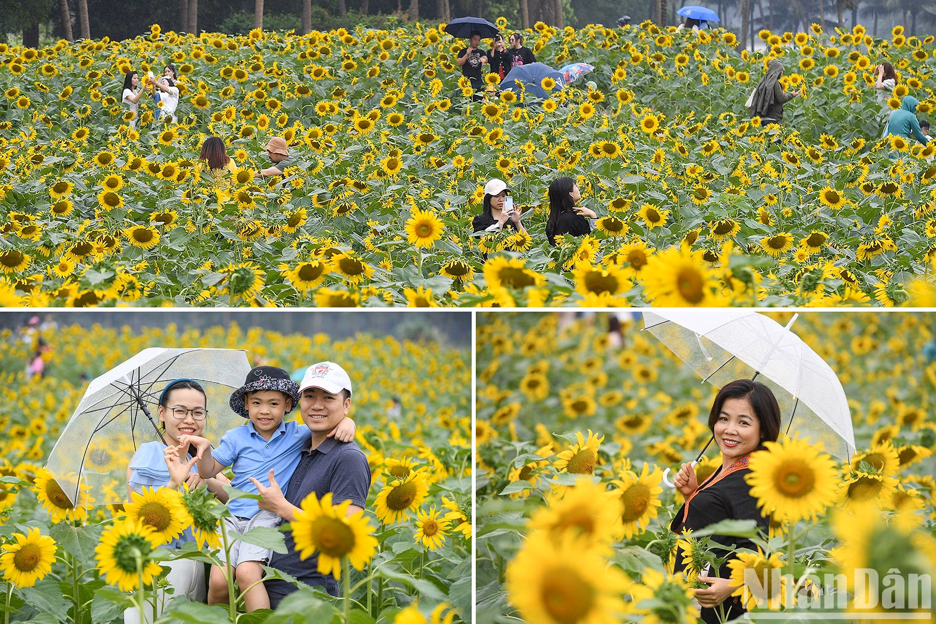 Campo de girasoles en Ecopark fascina a fotógrafos aficionados ảnh 2
