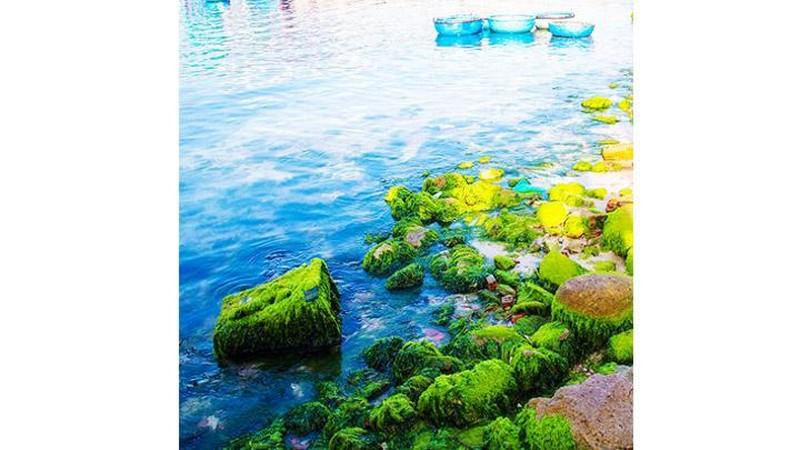 El musgo tiñe de verde la playa de la isla de Binh Hung, en la central provincia de Khanh Hoa.