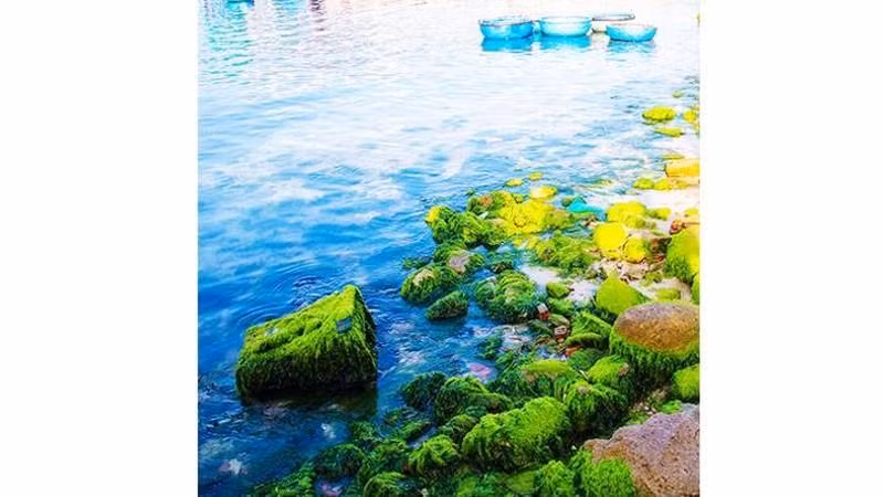 El musgo tiñe de verde la playa de la isla de Binh Hung, en la central provincia de Khanh Hoa.