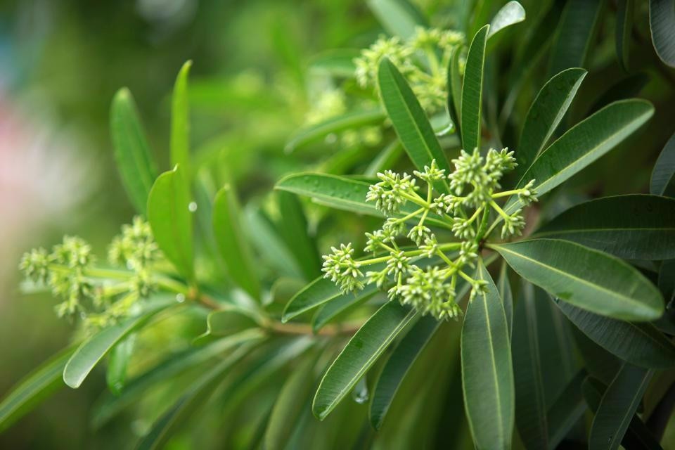 El caluroso verano ha dado paso a las suaves brisas del otoño. Cada callejón de la capital parece estar teñido por el brillante sol dorado y las brisas frías hacen que la atmósfera de la capital se vuelva repentinamente pacífica. En pleno florecimiento de “Hoa sua”, por calles como Trung Hoa, Nguyen Chi Thanh y Dien Bien Phu, su aroma despierta los sentidos de los transeúntes. (Fotografía: kinhtedothi.vn)