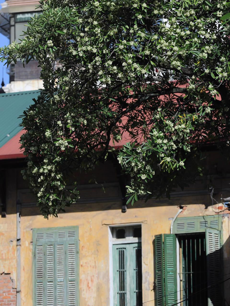 El otoño de Hanói viene acompañado del aroma de las flores de alstonia, trayendo una nostalgia poética. (Fotografía: kinhtedothi.vn)