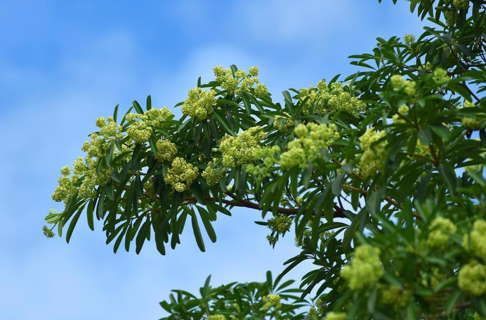 La flor de alstonia, símbolo del otoño de Hanói, se ha convertido en una fuente inagotable de inspiración para poetas, escritores y músicos. En su canción “Nostalgia del otoño de Hanói”, el desaparecido músico Trinh Cong Son escribió: "El otoño de Hanoi marca la estación de las flores de alstonia con la fragancia que perfuma el viento". (Fotografía: kinhtedothi.vn)