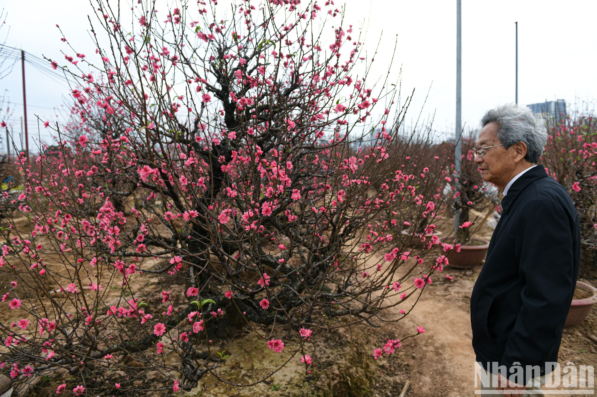Muchas personas escogen las ramas llenas de flores rosadas y capullos porque representan buena suerte y fortuna. Muchas personas escogen las ramas llenas de flores rosadas y capullos porque representan buena suerte y fortuna.
