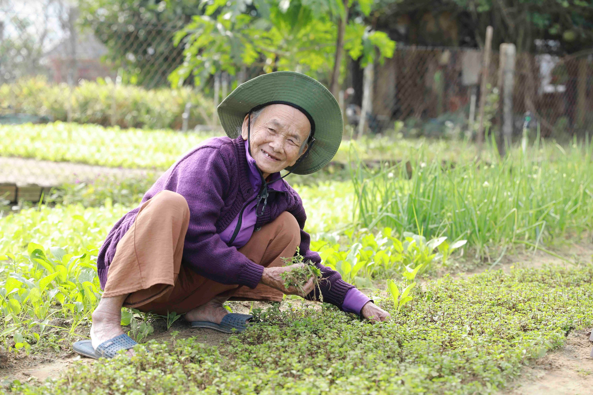 Según los ancianos de la aldea, a principios del siglo XVIII un emperador de la dinastía feudal Nguyen (1802-1945), impresionado por el sabor y el aroma de las verduras cultivadas por los aldeanos, bautizó el lugar como Trà Quế ("trà" significa "té" y "quế", canela). Este topónimo permanece hasta hoy. Según los ancianos de la aldea, a principios del siglo XVIII un emperador de la dinastía feudal Nguyen (1802-1945), impresionado por el sabor y el aroma de las verduras cultivadas por los aldeanos, bautizó el lugar como Trà Quế ("trà" significa "té" y "quế", canela). Este topónimo permanece hasta hoy.