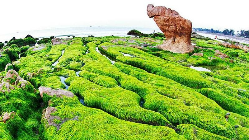 El verdor del musgo en la playa de Co Thach, en la central provincia de Binh Thuan.